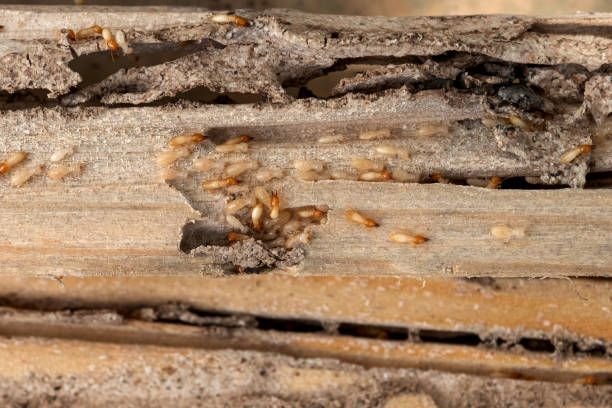 Best Wasp Removal Services  in Village Green Green Ridge, PA